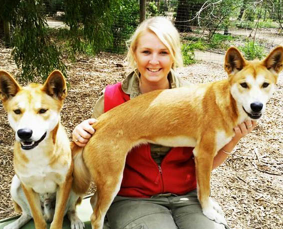 Alpine dingoes with keeper at Moonlit Sanctuary Wildlife Conservation Park