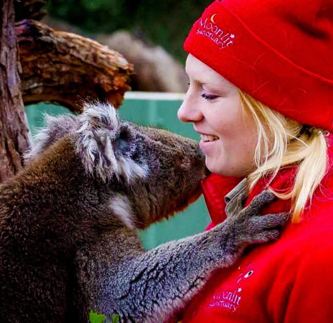 Koala cuddling keeper at Moonlit Sanctuary Wildlife Conservation Park