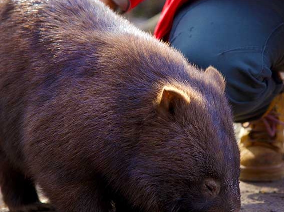 Common wombat at Moonlit Sanctuary Wildlife Conservation Park