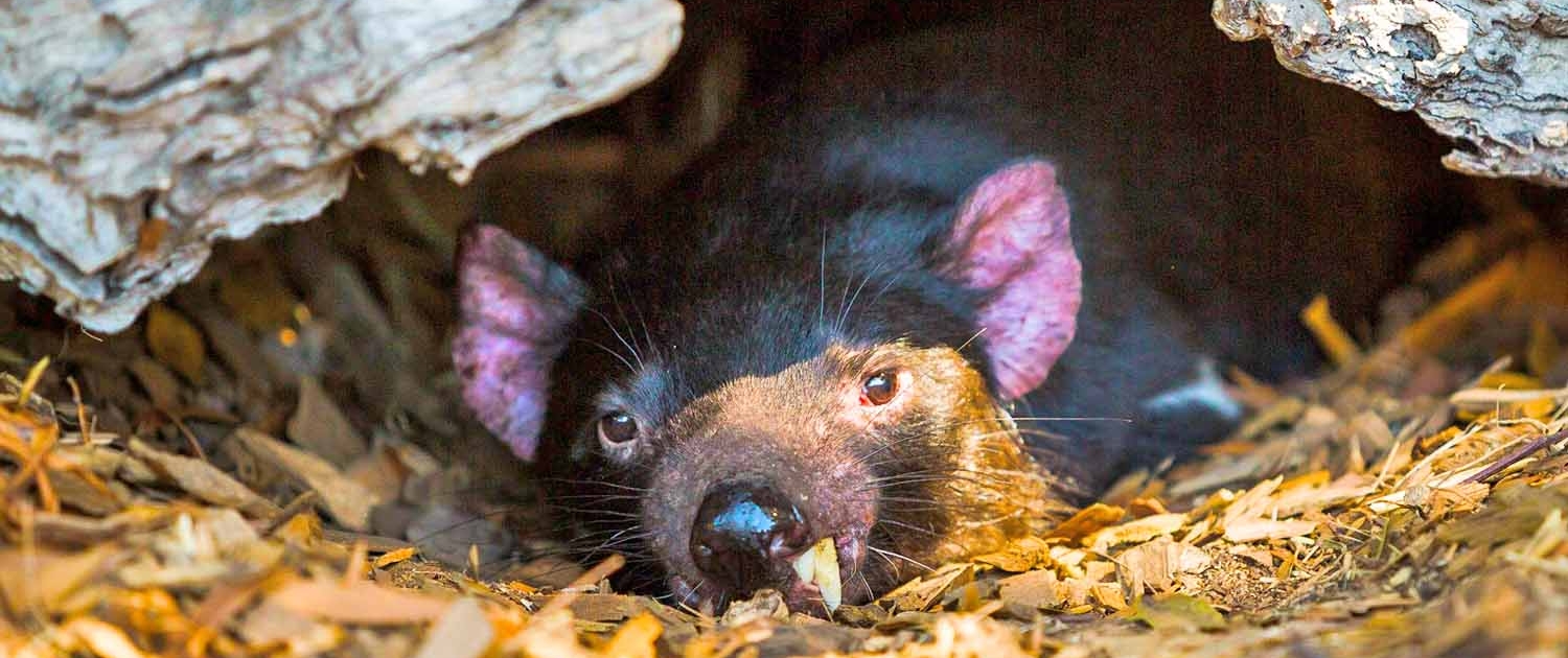 Tasmanian devil in log at Moonlit Sanctuary Wildlife Conservation Park