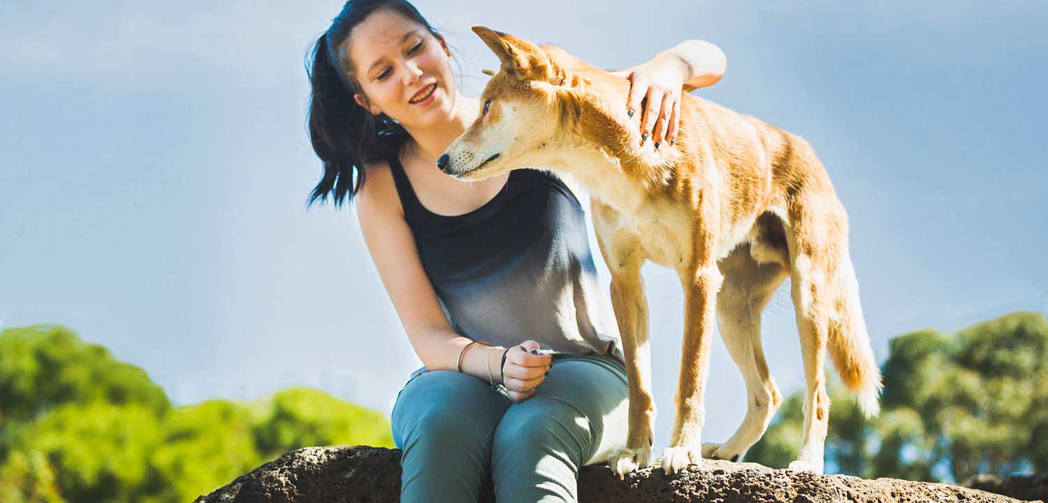 Girl with dingo in dingo encounter at Moonlit Sanctuary Wildlife Conservation Park