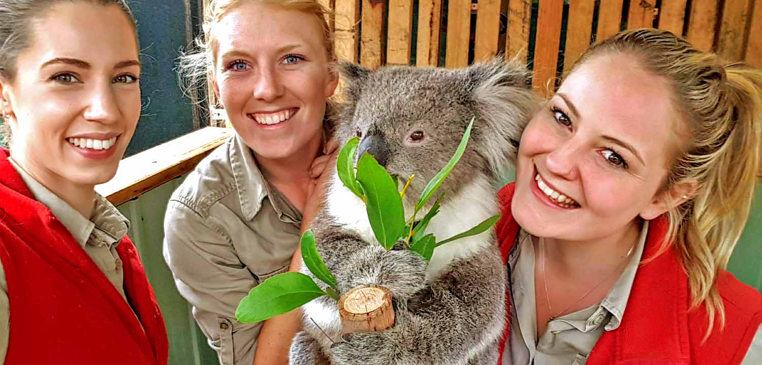 keepers and koala at Moonlit Sanctuary Wildlife Conservation Park