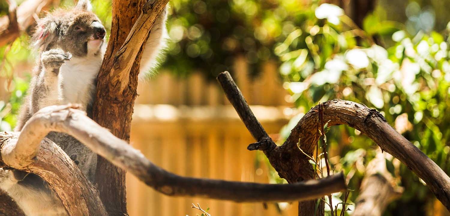koala in tree at Moonlit Sanctuary Wildlife Conservation Park