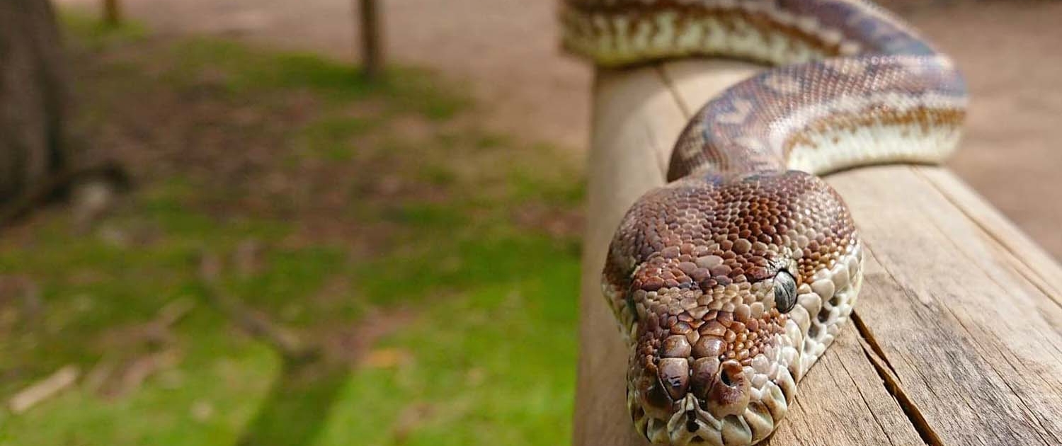 Carpet python at Moonlit Sanctuary Wildlife Conservation Park