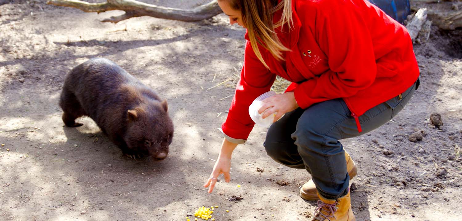 common wombat being trained at Moonlit Sanctuary Wildlife Conservation Park