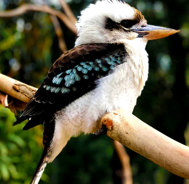 laughing kookaburra at Moonlit Sanctuary Wildlife Park