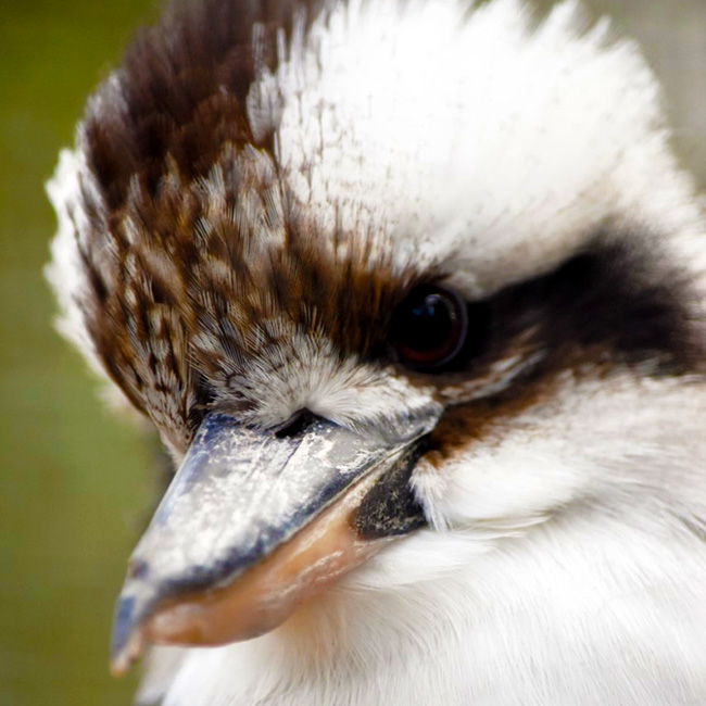 kookaburra at Moonlit Sanctuary Wildlife Park