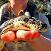 Python Encounters at Moonlit Sanctuary Wildlife Park