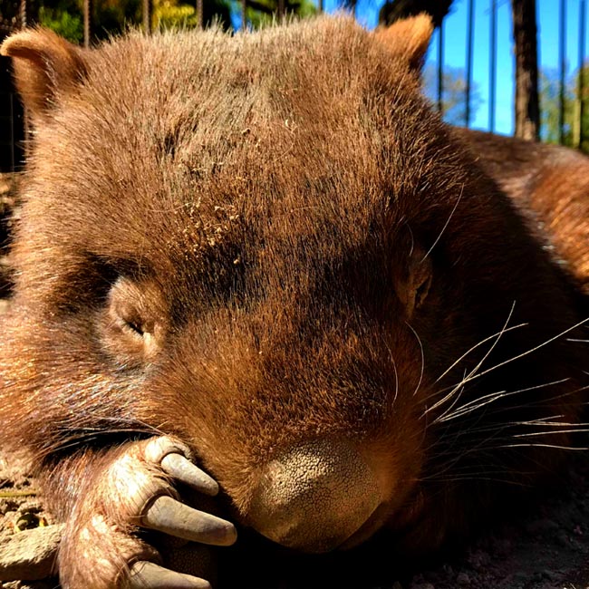 Common wombat at Moonlit Sanctuary Wildlife Conservation Park sleeping