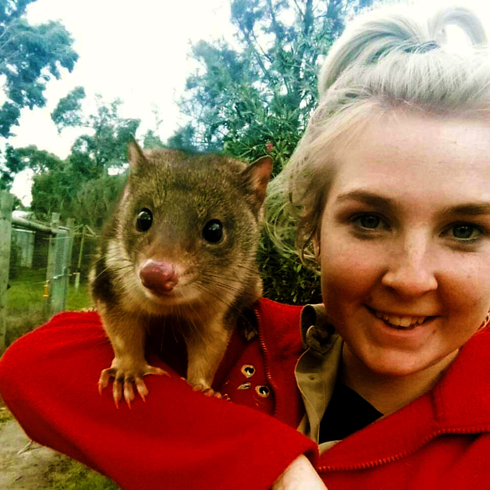 Spot-tailed Quoll with keeper at Moonlit Sanctuary Wildlife Conservation Park