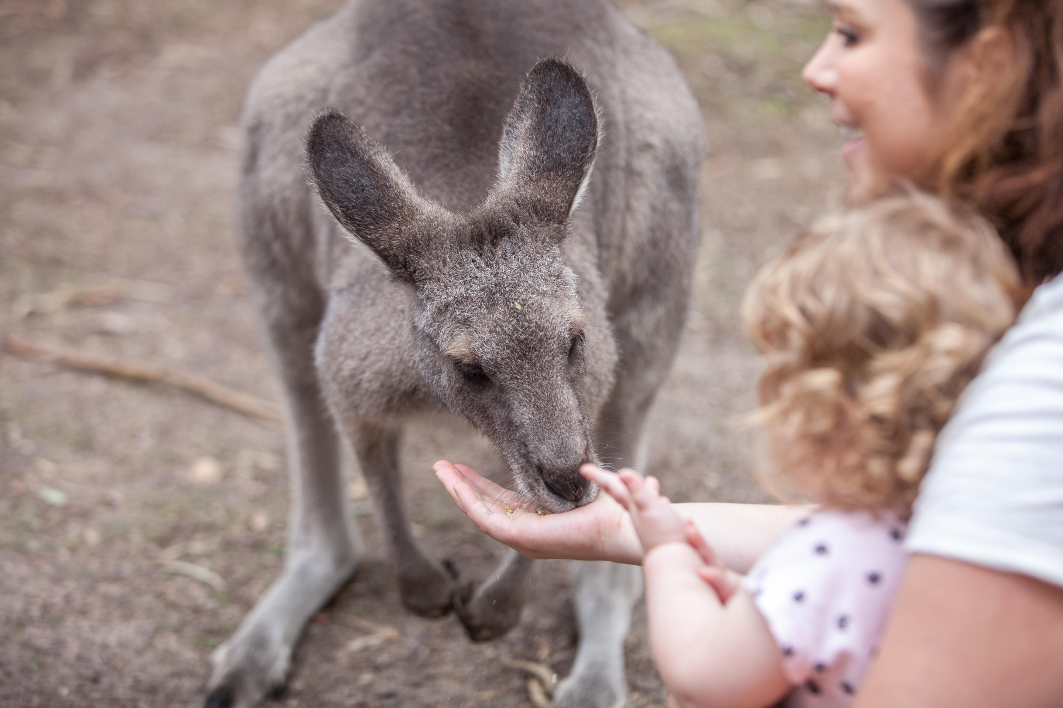 Hand feeding kangaroos at Moonlit Sanctuary Wildlife Park