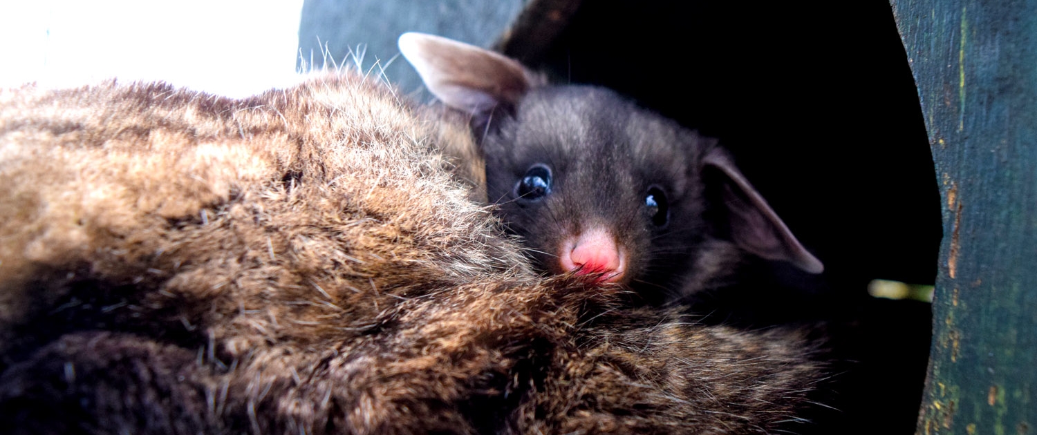 yellow-bellied glider joey at Moonlit Sanctuary Wildlife Conservation Park