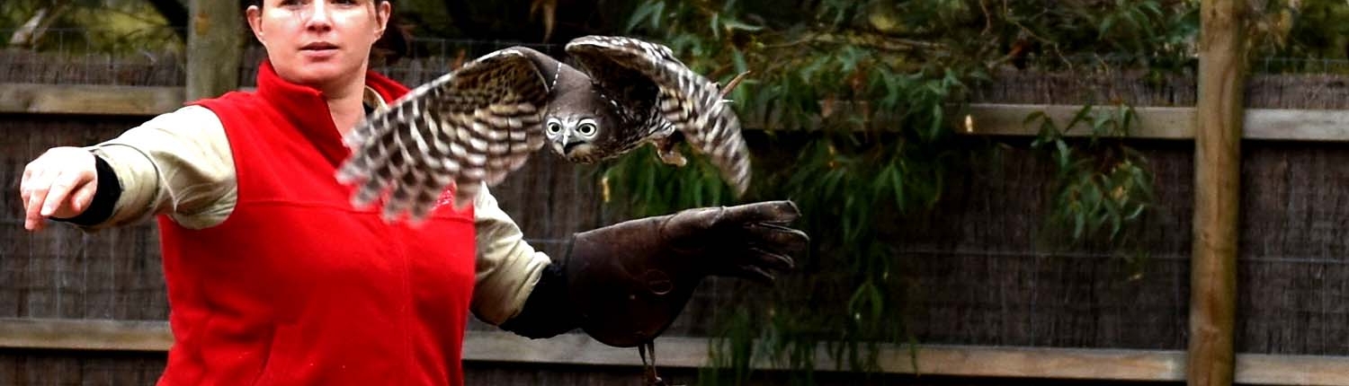 Barking Owl with trainer at Moonlit Sanctuary Wildlife Conservation Park