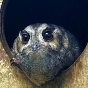 Owlet night jar at Moonlit Sanctuary Wildlife Conservation Park