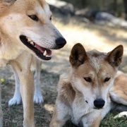 2 dingoes at Moonlit Sanctuary Wildlife Conservation Park