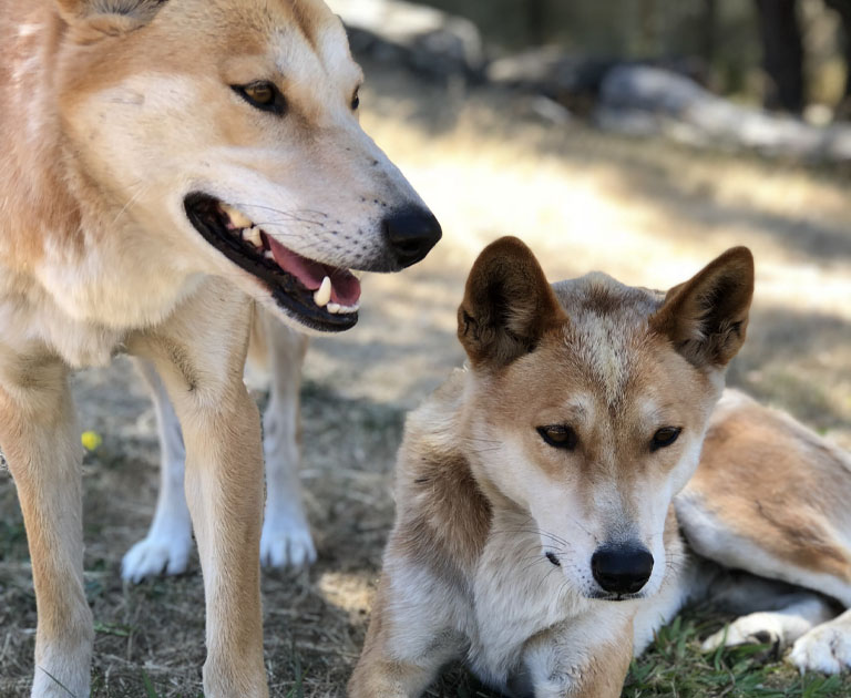 2 dingoes at Moonlit Sanctuary Wildlife Conservation Park