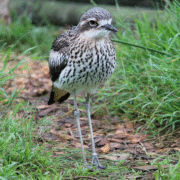 A bush-stone curlew stands on a small path surrounded in green grass