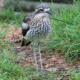 A bush-stone curlew stands on a small path surrounded in green grass