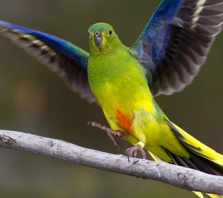 Orange-bellied Parrots Trained To Survive - Moonlit Sanctuary