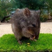 Long-nosed potoroo at Moonlit Sanctuary Wildlife Conservation Park