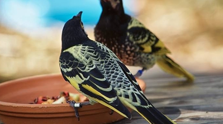 Regent honeyeater at Moonlit Sanctuary Wildlife Park