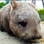 Southern hairy-nosed wombat at Moonlit Sanctuary Wildlife Conservation Park