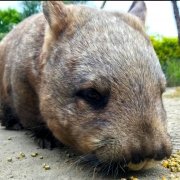 Southern hairy-nosed wombat at Moonlit Sanctuary Wildlife Conservation Park