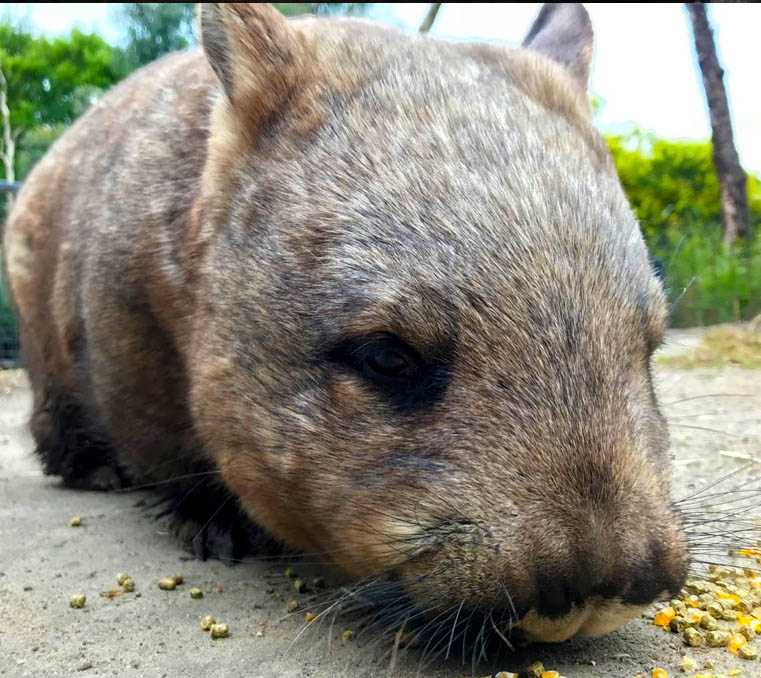 Southern hairy-nosed wombat at Moonlit Sanctuary Wildlife Conservation Park