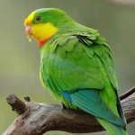 superb parrot at Moonlit Sanctuary Wildlife Conservation Park