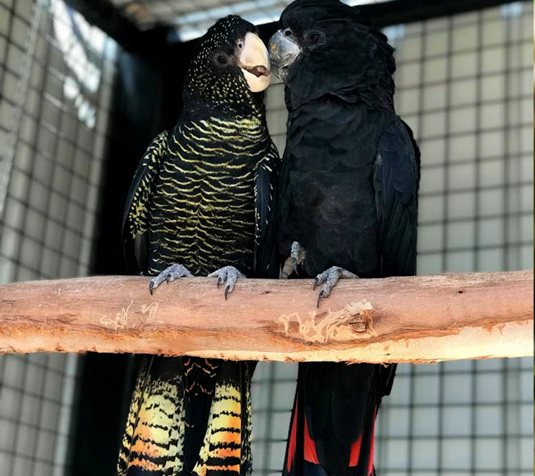 red tailed black cockatoo pet diet