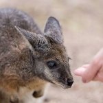 Tammar wallaby being hand fed at Moonlit Sanctuary Wildlife Park