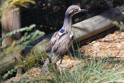 Endangered bush-stone curlew wearing backpack harness for monitoring at Moonlit Sanctuary Wildlife Park