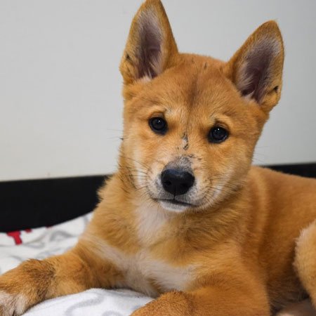 dingo pups named