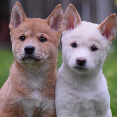 Dingo puppies Dingo puppies at Moonlit Sanctuary Wildlife Park