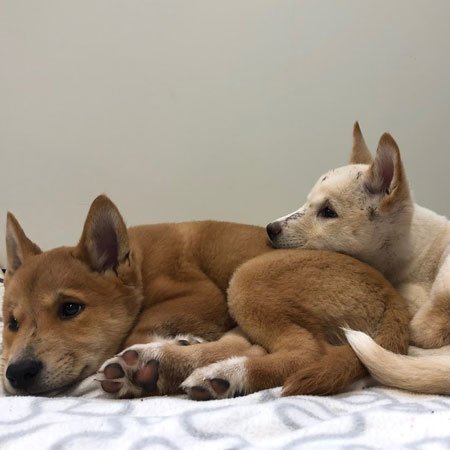 dingo pups named