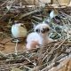 A newly hatched Goshawk chick in nest