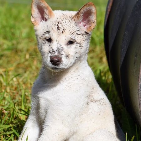 Dingo puppy Sootie Dingo puppy Sootie at Moonlit Sanctuary Wildlife Park