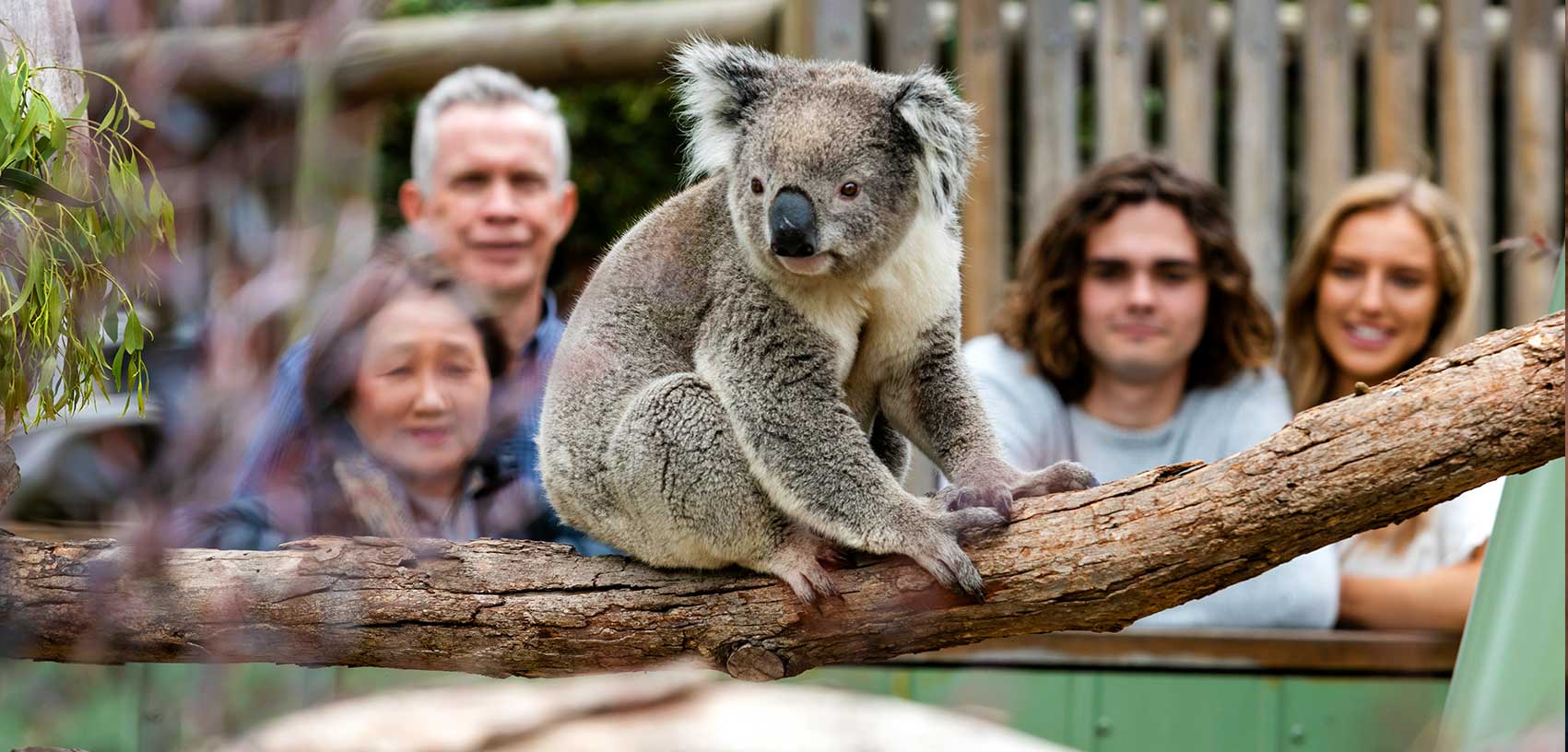 Visitors at Moonlit Sanctuary watching a koala climb a branch in its enclosure
