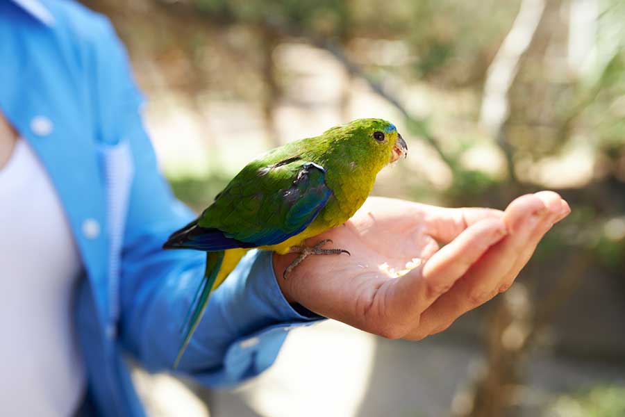 A critically endangered Orange-bellied Parrot sits on a visitor's hand on the Threatened Species Tour at Moonlit Sanctuary