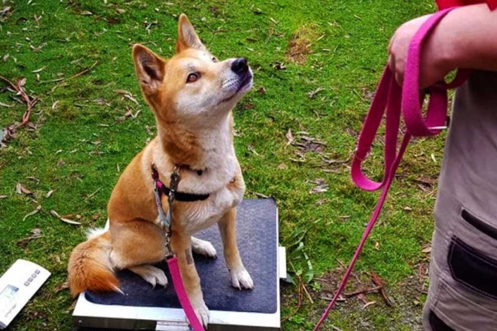Dingo sitting on scales being weighed