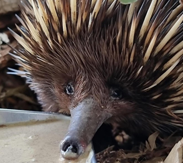 Close up of an echidna eating