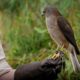 A brown goshawk perched on a falconry glove