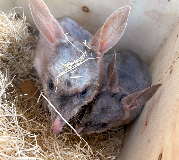 Two bilbies sitting in a bed of straw