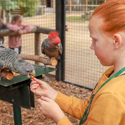 Young girl feeds a gang gang cockatoo at Moonlit Sanctuary