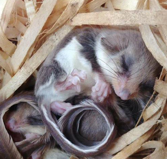 Narrow-toed feathertail glider curled up asleep in a nesting box at Moonlit Sanctuary