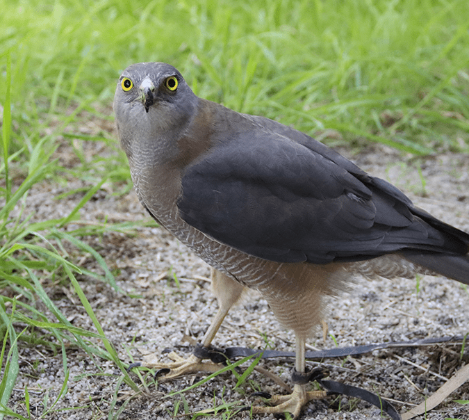 ghawk 4 A brown goshawk stands in green grass