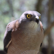 A closeup of a brown goshawk