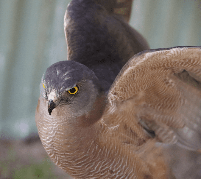 ghawk3 A brown goshawk flaps his wings