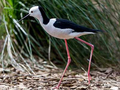 A black-winged stilt walking past some long grass