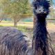 Young emu